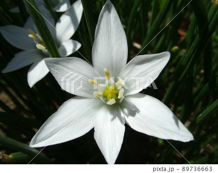 純白の花を咲かせるオオアマナ(スターオブベツレヘム)のアップ 89736663