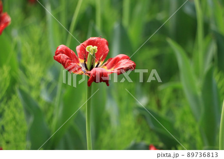 枯れかけた赤いチューリップの花の写真素材 [89736813] - PIXTA