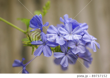 ルリマツリ(瑠璃茉莉,プルンバゴ)の空色の花が爽やかで気品がある ルリマツリ(瑠璃茉莉,プルンバゴ)の空色の花が爽やかで気品がある 89737152