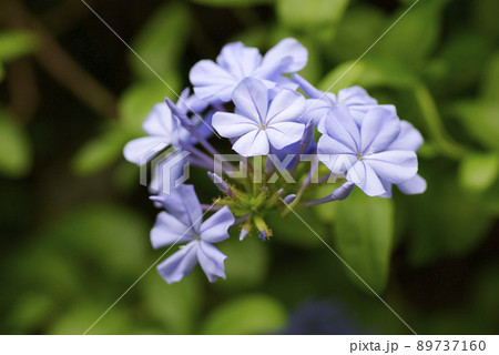 ルリマツリ(瑠璃茉莉,プルンバゴ)の空色の花が爽やかで気品がある 89737160
