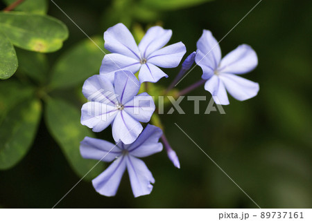 ルリマツリ(瑠璃茉莉,プルンバゴ)の空色の花が爽やかで気品がある 89737161