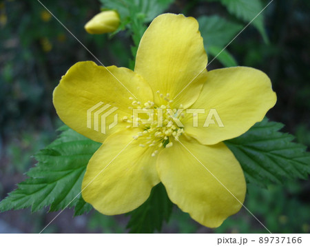 ヤマブキの花のアップ ヤマブキの花のアップ 89737166