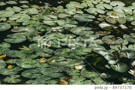 Indian lotus water lily leaves filled the pond water surface. Green Nature background. 89737170