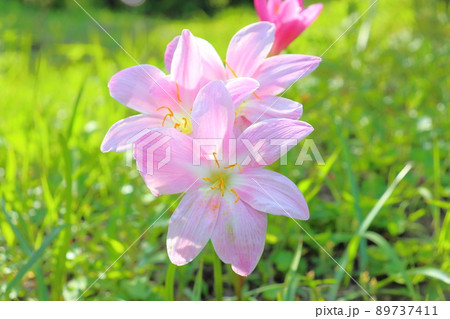 サフランモドキ 桃色の花 サフランモドキ 桃色の花 89737411