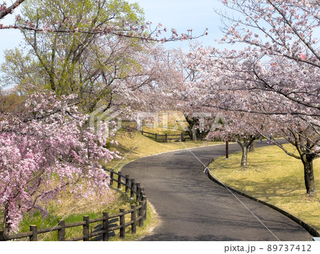 桜の季節のさぬき空港公園 89737412
