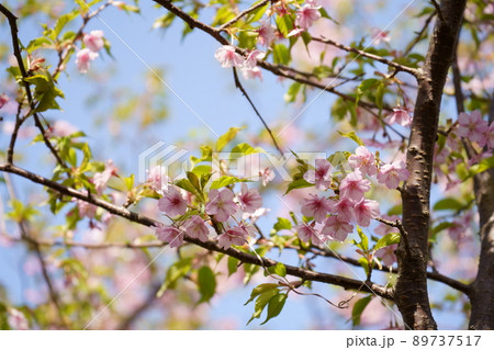 満開の桜 89737517