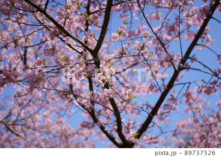 満開の桜 89737526