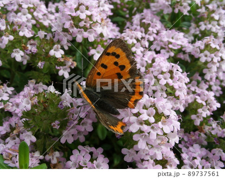 クリーピングタイムの花の蜜を吸うベニシジミ蝶 89737561