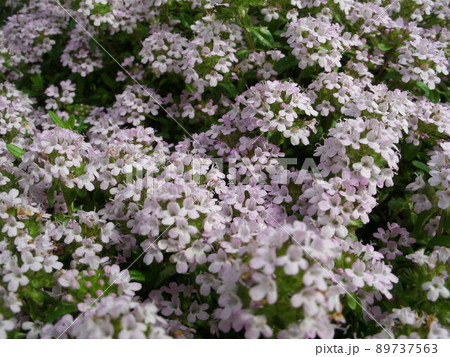クリーピングタイム(タイム・ロンギカウリス)の淡いピンクの花 89737563