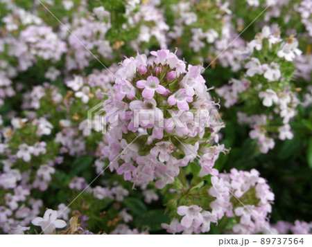地面を覆う薄いピンク色のクリーピングタイムの花 89737564