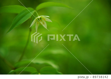 チゴユリの白い花 89738142