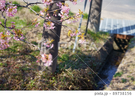 散り際の桜 散り際の桜 89738156