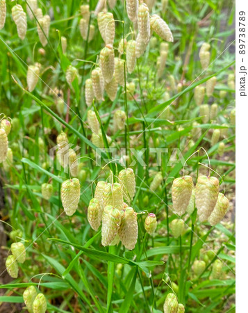 東京板橋の住宅街に咲くコバンソウ 89738789