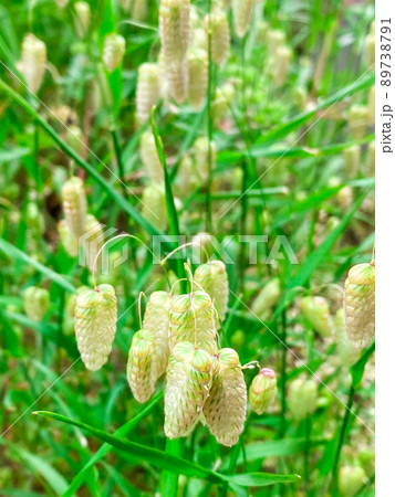 東京板橋の住宅街に咲くコバンソウ 89738791
