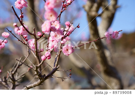 満開の梅の花 89739008