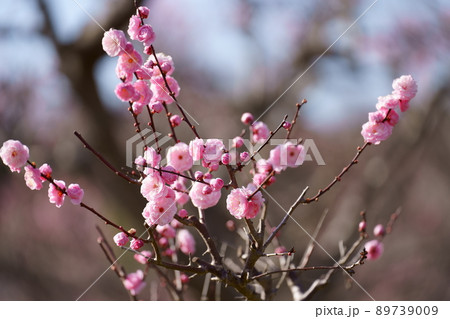 満開の梅の花 89739009