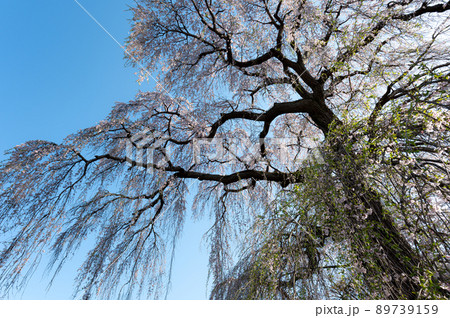 阿弥陀寺のしだれ桜　春の風景 89739159
