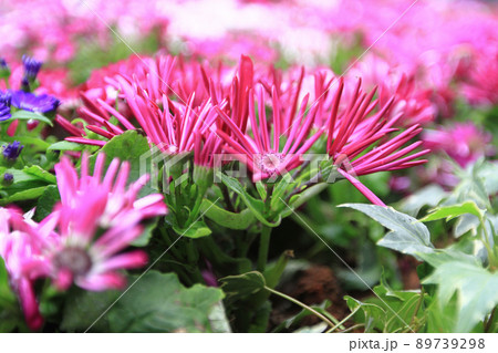 a banner of purple virgin asters in the late fall on natural blurred background 89739298