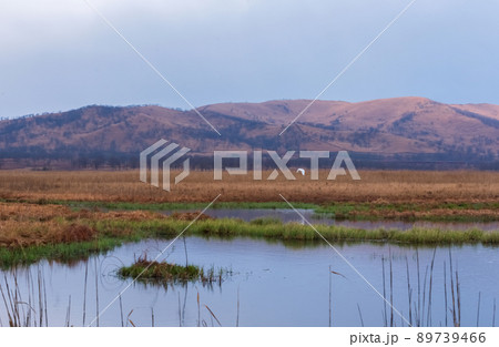 A great heron hunts in the morning foggy swamp. Beautiful landscape A great heron hunts in the morning foggy swamp. Beautiful landscape 89739466