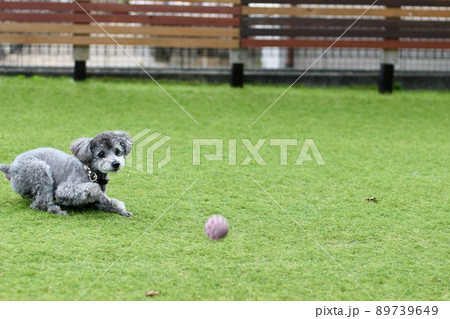 芝生で夢中になり遊ぶトイプードル 89739649
