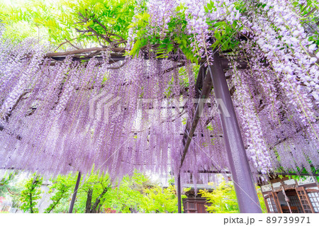 【初夏素材】藤の花【長野県】 【初夏素材】藤の花【長野県】 89739971