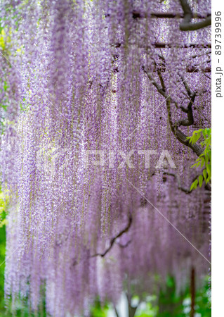 【初夏素材】藤の花【長野県】 89739996