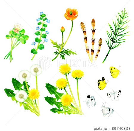 春の草花の水彩イラストセット　　シロツメクサ、オオイヌノフグリ、ナガミヒナゲシ、つくし、タンポポ、蝶 89740333