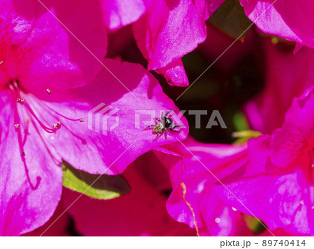 ツツジの花とハエトリグモ ツツジの花とハエトリグモ 89740414