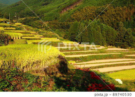 収穫の季節寒川の棚田風景 89740530