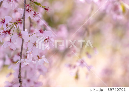 春のしだれ桜の枝と桜花 春のしだれ桜の枝と桜花 89740701