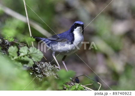 軽井沢や奥日光の高原の森で見られる青と白の美しい小鳥コルリ 89740922