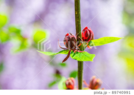 クロバナロウバイの花 クロバナロウバイの花 89740991