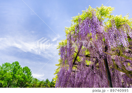 さわやかな青空と花咲く藤の花 さわやかな青空と花咲く藤の花 89740995