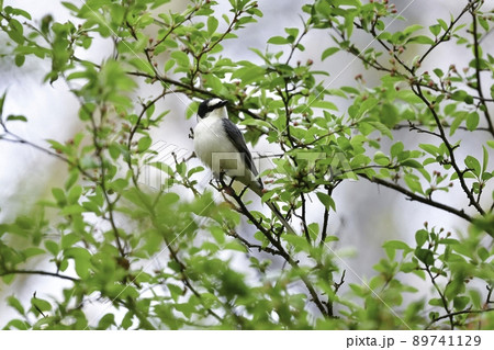 軽井沢や八ヶ岳の初夏の高原の森で見られる白と黒のスマートな小鳥サンショウクイ 89741129