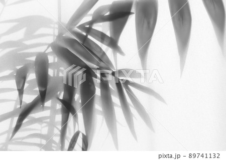 fog effect of blurred palm leaves silhouettes behind frosted glass with backlight   89741132
