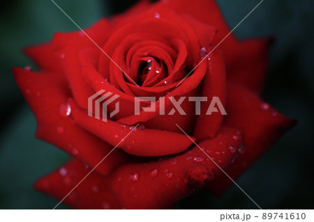 真紅の薔薇に輝く雨滴 89741610