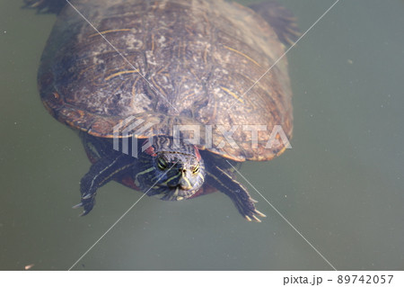 ゆっくり泳ぐ池の亀 89742057