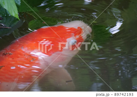 武蔵関公園 池 鯉 武蔵関公園 池 鯉 89742193