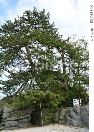 富山・雨晴海岸 89742310