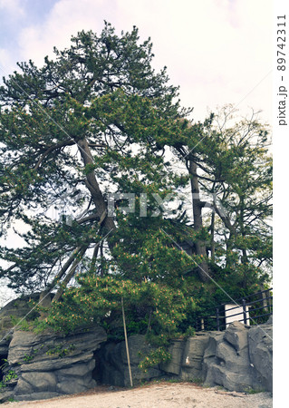 富山・雨晴海岸 89742311