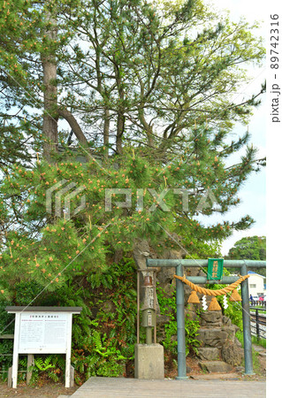 富山・雨晴海岸 89742316