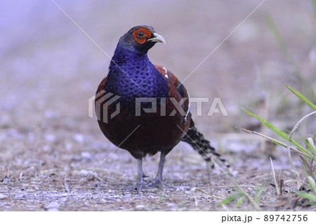 タイやビルマの山地の森に住む美しいキジの仲間の野鳥ビルマカラヤマドリ 89742756