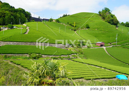 京都府景観資産・和束町石寺地区・新緑の茶畑 京都府景観資産・和束町石寺地区・新緑の茶畑 89742956
