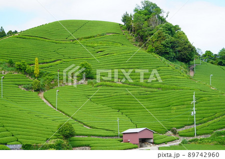 京都府景観資産・和束町石寺地区・新緑の茶畑 89742960