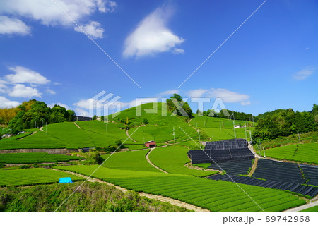 京都府景観資産・和束町石寺地区・新緑の茶畑・雲の影 89742968
