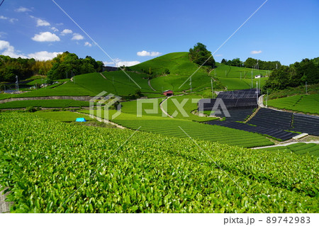 京都府景観資産・和束町石寺地区・新緑の茶畑・雲の影 89742983