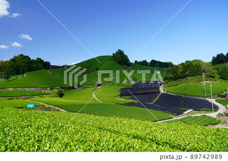京都府景観資産・和束町石寺地区・新緑の茶畑・雲の影 89742989