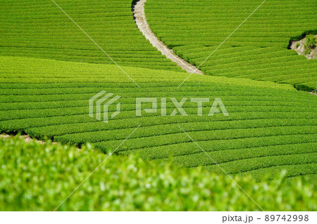 京都府景観資産・和束町石寺地区・新緑の茶畑 京都府景観資産・和束町石寺地区・新緑の茶畑 89742998
