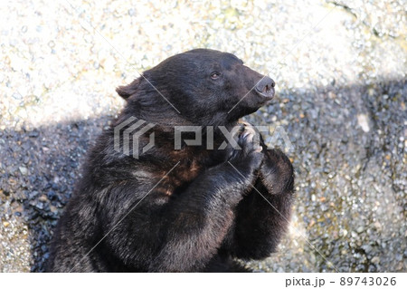 〔岐阜県高山市・奥飛騨クマ牧場・5月〕餌をおねだりするツキノワグマ 89743026