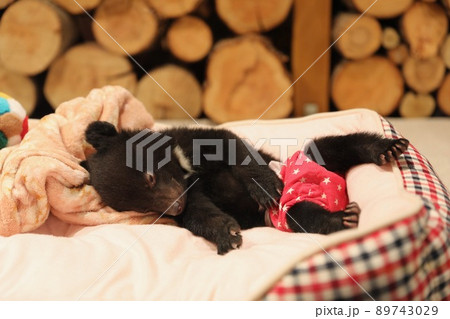 〔岐阜県高山市・奥飛騨クマ牧場・5月〕すやすや眠る赤ちゃんツキノワグマ 〔岐阜県高山市・奥飛騨クマ牧場・5月〕すやすや眠る赤ちゃんツキノワグマ 89743029